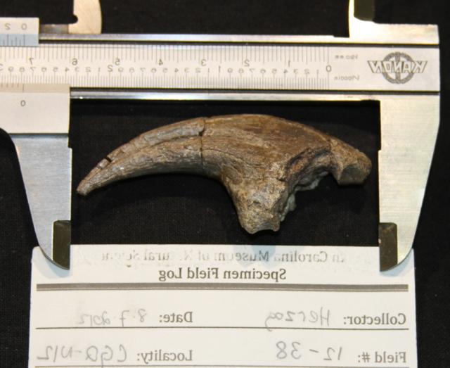 Hand claw from the therizinosaurian dinosaur Falcarius from the Cretaceous of Utah.
